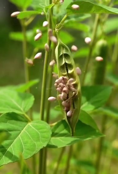 Impatiens Plant Seed Burst – Amazing Nature Trick