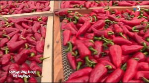 50K views · 1.9K reactions | L'émission Comme une envie de jardins est venue faire un tour au Pays Basque et a consacré tout un reportage sur le Piment d'Espelette : cette épice emblématique de chez nous ! Tout leur replay à voir sur : https://www.france.tv/france-3/comme-une-envie-de-jardins/ | En Pays Basque | Facebook