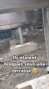 Nouveau sauvetage hier de 3 chatons bloqués sous une terrasse dans un parc à Levallois. Merci à la @villelevallois pour votre réactivité 👍 Ces 3 loulous sont maintenant dans les mains de notre équipe afin de les soigner et les cajoler le temps qu’ils puissent être à l’adoption ♥️ #chaton #kitty #animaux #protectionanimale #1pourcentpourlesanimaux #youcare | YouCare France