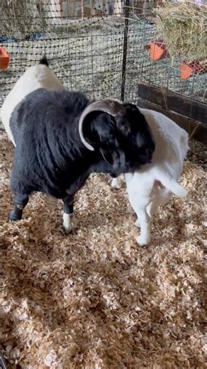 Is your doe in heat? Here are some visual cues you can’t miss #goat #bucks #farm #farming