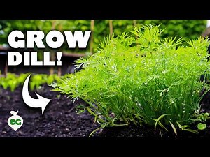 Dill: The Underrated Herb You're Not Growing (But Should Be)