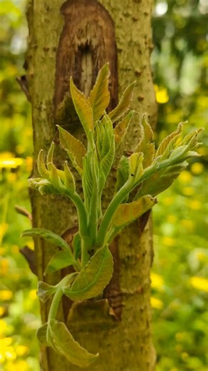 "Budding Brilliance: Spring Grafting and the Dance of Cambium Activity". . . . #plantlife #greenliving #treecare #plantlifebalance #plantbased #trees #treegrafting #naturelovers #growth #forplants #orchids #greenplants #Plantbased #plant #plants #grafting #pl #masters #plantslife #plantlifecycle | For Plants