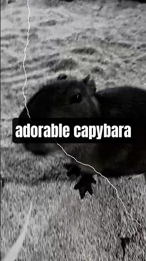 Capybara - Adorable capybara