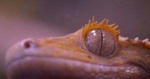 Close-up Shot Green Frog Eye Watching Stock Footage Video (100% Royalty-free) 1028448917 | Shutterstock