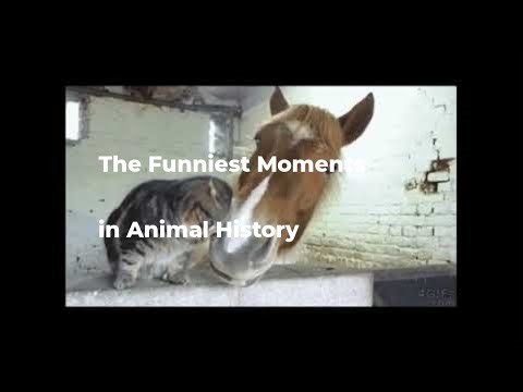 Pet Bloopers: The Funniest Moments In Animal History