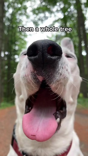 MisterMainer (@mistermainer)’s videos with