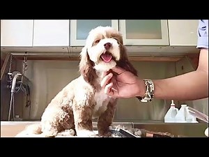 Full Coated Havanese Puppy Cut Hairstyle Bath & Groom | Pet Grooming TV