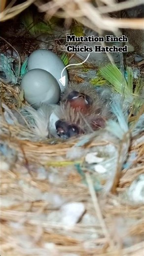 Mutation Finch Baby hatched 😍 || Orange Mutation finches Breeding 🥰 #finch #mutationfinch