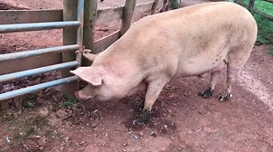 191 reactions · 5 comments | Wee Wee is checking out the pig yard in preparation for tomorrow’s Open House. He is looking forward to seeing all his friends!!!!! | WeeWee the Pig | Facebook