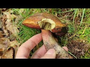 El boletus de poros rojo más sabroso. Aprende a identificarlo.