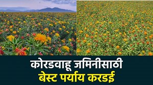 112K views · 947 reactions | Safflower Cultivation : करडई लागवड तंत्र...