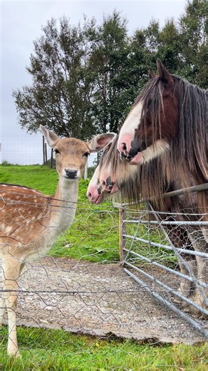 Chewing the cud #deer #clydesdale #animalsoftiktok #countrylife
