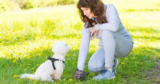 5 doenças que podem ser causadas por fezes e urina de animais