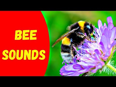 BEE SOUNDS and NOISES for Kids | What Sound Does a Bee Make #soundanimals