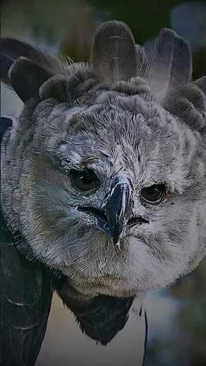 🦅 Crowned Eagle is Africa’s most powerful forest predator.#CrownedEagle