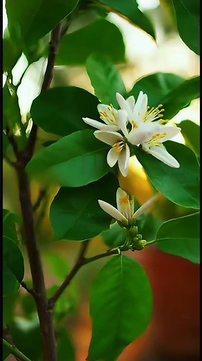 Lemon Tree Life Cycle: From Seed to Yellow Fruit Time-Lapse #lemontree #citrus #fruit #gardening