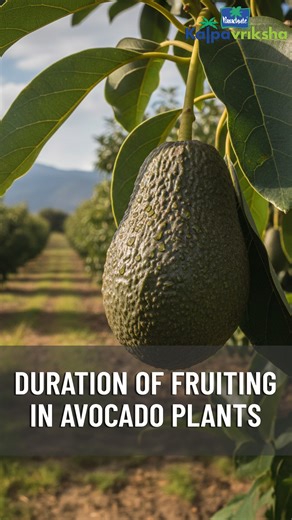 Parachute Kalpavriksha | Avocado trees typically begin fruiting 3 to 5 years after planting when grown from grafted seedlings, while seed-grown trees may take 7 to... | Instagram