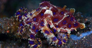 Hapalochlaena jest niewielka, ale śmiertelnie niebezpieczna. Potrafi przebić kombinezon płetwonurka