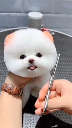 Best dog price in low price | Pomeranian dog price 2025 | Toy Pom dog price in India #shorts #price