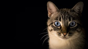 Your Cat May Infect You With Toxoplasmosis: Know All About It Here