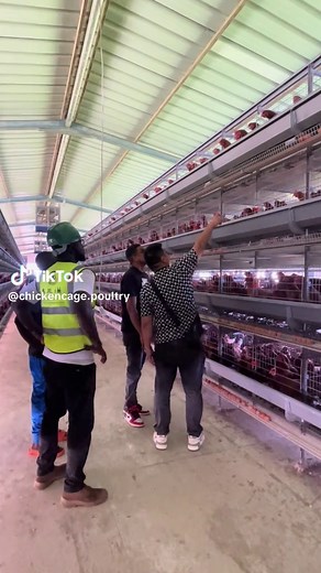 Poultry Farming Tips for Successful Chicken Layers