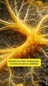 Nature’s Strangest Intelligence