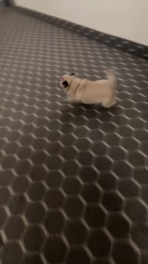 Pug Zoomies: Cute Baby Pug Goes Wild After Walk