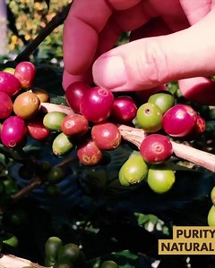 Purity coffee contains more antioxidants than kale and blueberries. Start improving your health with coffee today. | Purity Coffee