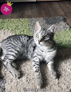 7.8M views · 333K reactions | When your pet uses Tiktok | Best Musical.ly | Facebook