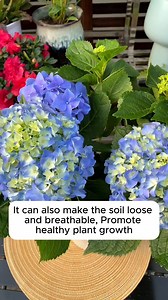 68K views · 569 reactions | DIY Rooting Water for Seedlings #lovegardening #gardeningisfun #countrygarden #veggiegarden #happygardening | Garden Tips | Facebook