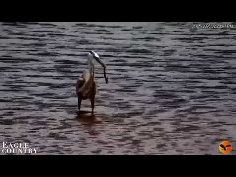 Great Blue Heron Snags Eel on River Cam 2🐍 | Eagle Country 4-25-26