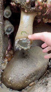 Big White Sea Anemone starts leaking #animals #nature | Jacob Colvin