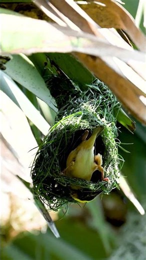 Weaver Bird Build Nest The Most Beautiful Bird Nest 0015 #birds #birdhome #nature