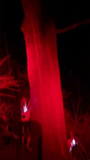 2026 Coonhunting #cervicide #houndadx #unknowndirection #coonhunting #walkercoonhound