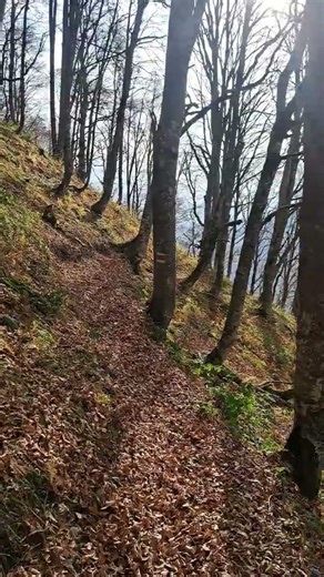 ASMR Forest Walk 🌲🍃 Relaxing Nature Sounds