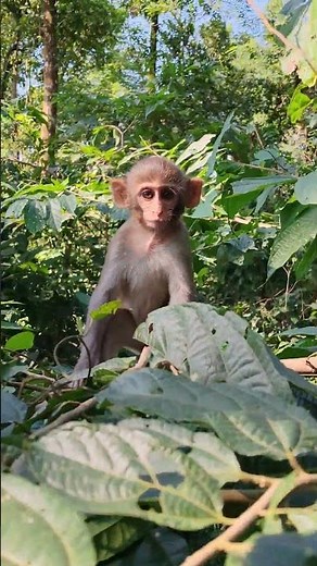 Baby Monkey’s Funny Playtime Tricks 🐒✨