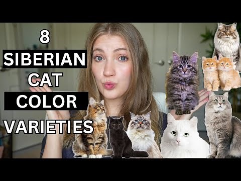 8 Siberian Cat Coat Colors & Patterns