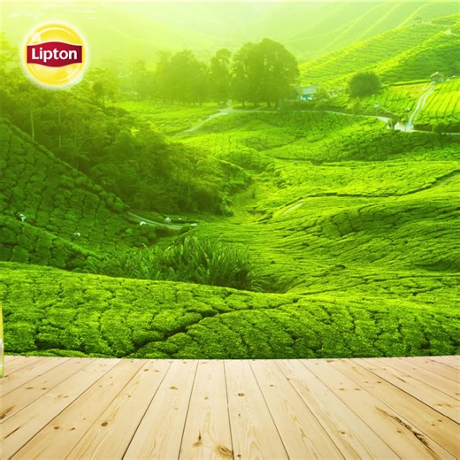 15 reactions | Happy International Tea Day to all the tea lovers!☕ “Tea is a part of daily life. It is as simple as eating when hungry and drinking when thirsty.” – Yamamoto Soshun Comment with a yellow heart  below if you agree and tell us what kind of tea makes your day brighter☀️ | Lipton | Facebook