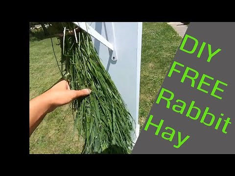 How to harvest and dry grass for winter rabbit feed