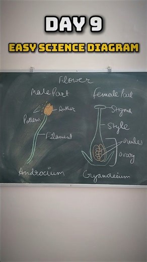 Male and Female Parts of Flower Easy Diagram
