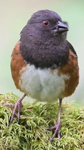 Spotted towhee bird call #birds #birdswatcher #birdsphotography #nature #birdssinging #birdsounds #fyp #fypシ #fy #nature #naturephoto #wildlife #birdsong #bird #birdsong | Bird Lover