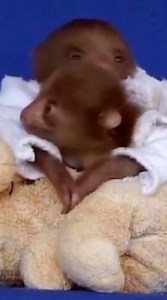 ❤️❤️❤️🦥 --- Sloth of The Day Blog * slothoftheday.com Store * slothofthedaystore.com | Sloth of The Day