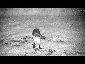 Fox Catches A Rat!