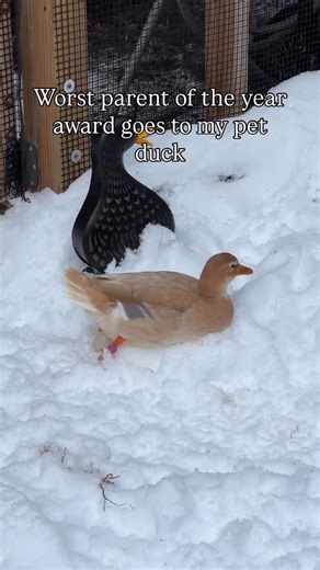 Krissy Ellis on Instagram: "Lemon nearly gave me a heart attack today. The ducks were happily enjoying the mud water as I cleaned the pond when all of a sudden Lemon walked away from the flock and started stumbling as she walked. Turns out she just had to lay an egg, but she was too happy playing in the mud that she didn’t want to go inside to lay her egg in a cozy nesting box 🥚🦆 #DunkinDucks #Ducks #PetDucks #AustralianSpottedDuck #BackyardDucks #DuckEggs"