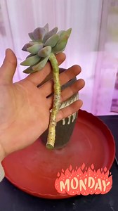 897K views · 3.3K reactions | Repotting Succulents | Plantasy Hub | Facebook