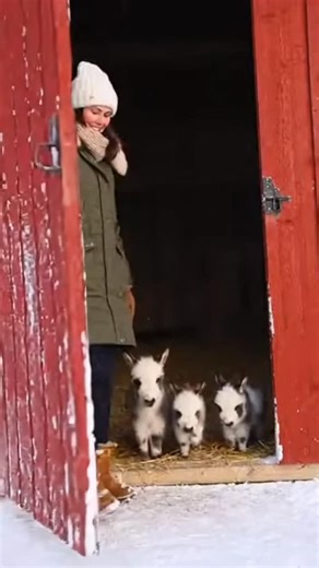 mini donkeys playing with woman in snow happily😍 #minidonkey #donkplanet #donkey #donkeysanctuary | Royal Mini Donkeys