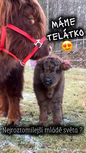 78K views · 5.2K reactions | Tak přišel na svět další malý obláček ❤️ po 3 dnech co je na světě si cválá se starším bráškou a maminky je nestačí hlídat život je krásný | Kristy. M Ranch | Facebook