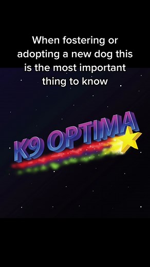 Understanding the 3 3 & 3 Rule for Fostering and Adopting Dogs