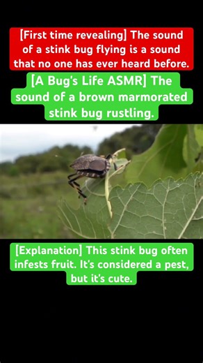 [A Bug's Life ASMR] The sound of a brown marmorated stink bug rustling. #music #seanpaul #newmusic