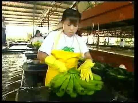 Fyffes - the journey of the banana, from farm to store